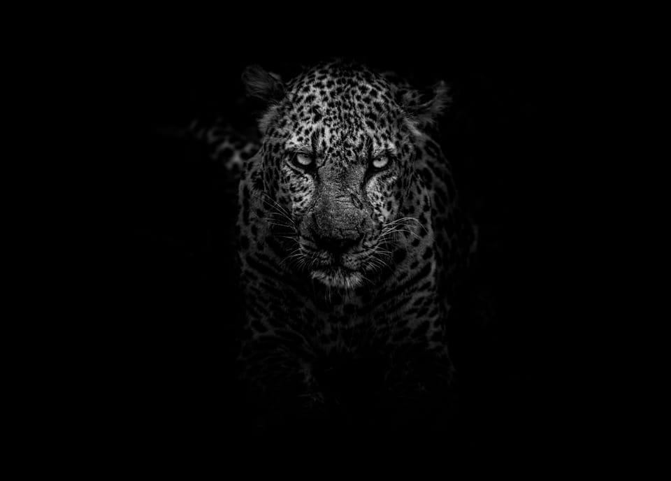 大型猫科动物 The Big Cat