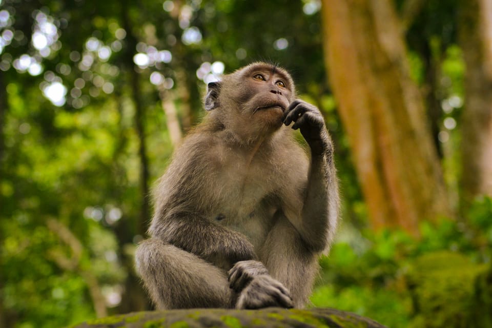 猴子 Monkey