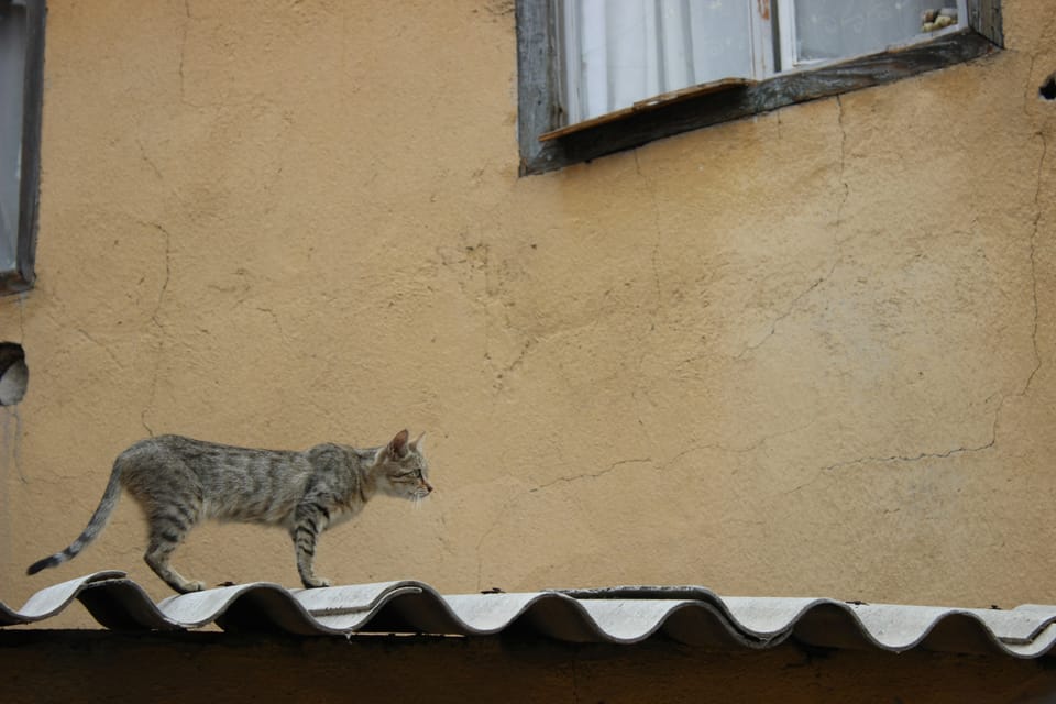 野生猫科动物 A Wild Feline